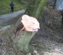 Tschüss Weidenbaum! Gestern morgen wurde am Ufer entlang der Donaulände aufgeräumt.	Fotos: Aigner